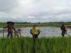 Babinsa Desa Mronjo Turun Langsung Ke Sawah Bantu Petani Siapkan Lahan Tanam Padi