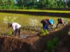 Genjot Swasembada Pangan, Babinsa Slorok Bantu Petani Tanam Padi