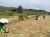 Babinsa Desa Darungan Bersama Poktan Tani Makmur Tanam Jagung di Lahan LMDH Wonoyoso