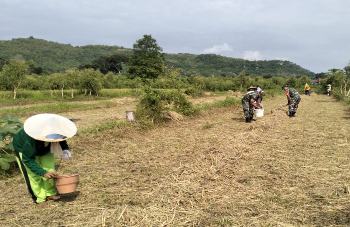 Babinsa Desa Darungan Bersama Poktan Tani Makmur Tanam Jagung di Lahan LMDH Wonoyoso
